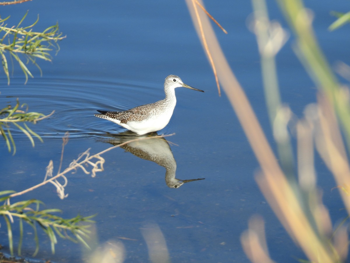Greater Yellowlegs - ML646754612