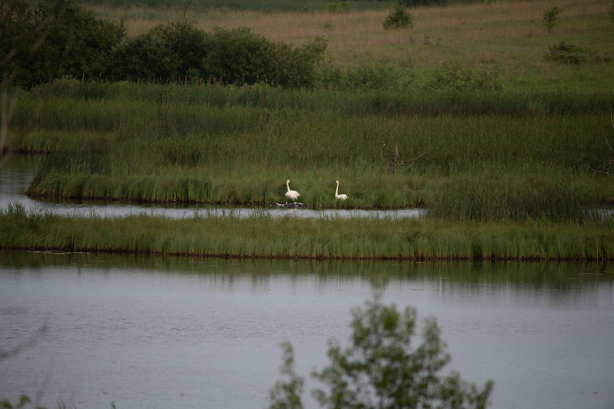 Trumpeter Swan - ML646754614