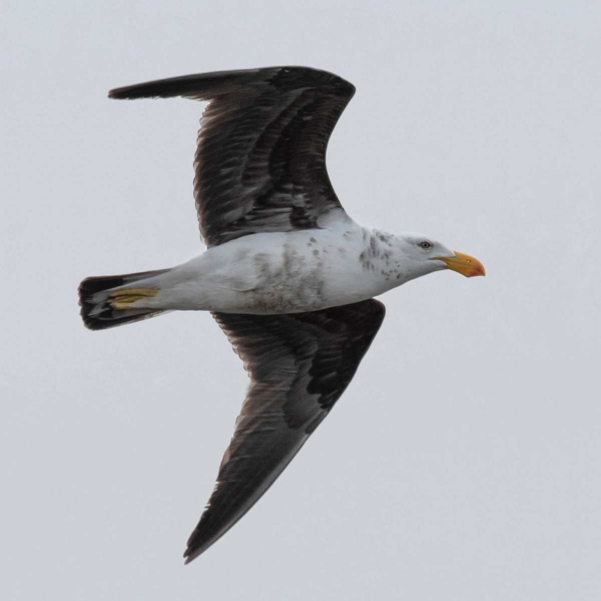 Gaviota de Tasmania - ML646754617