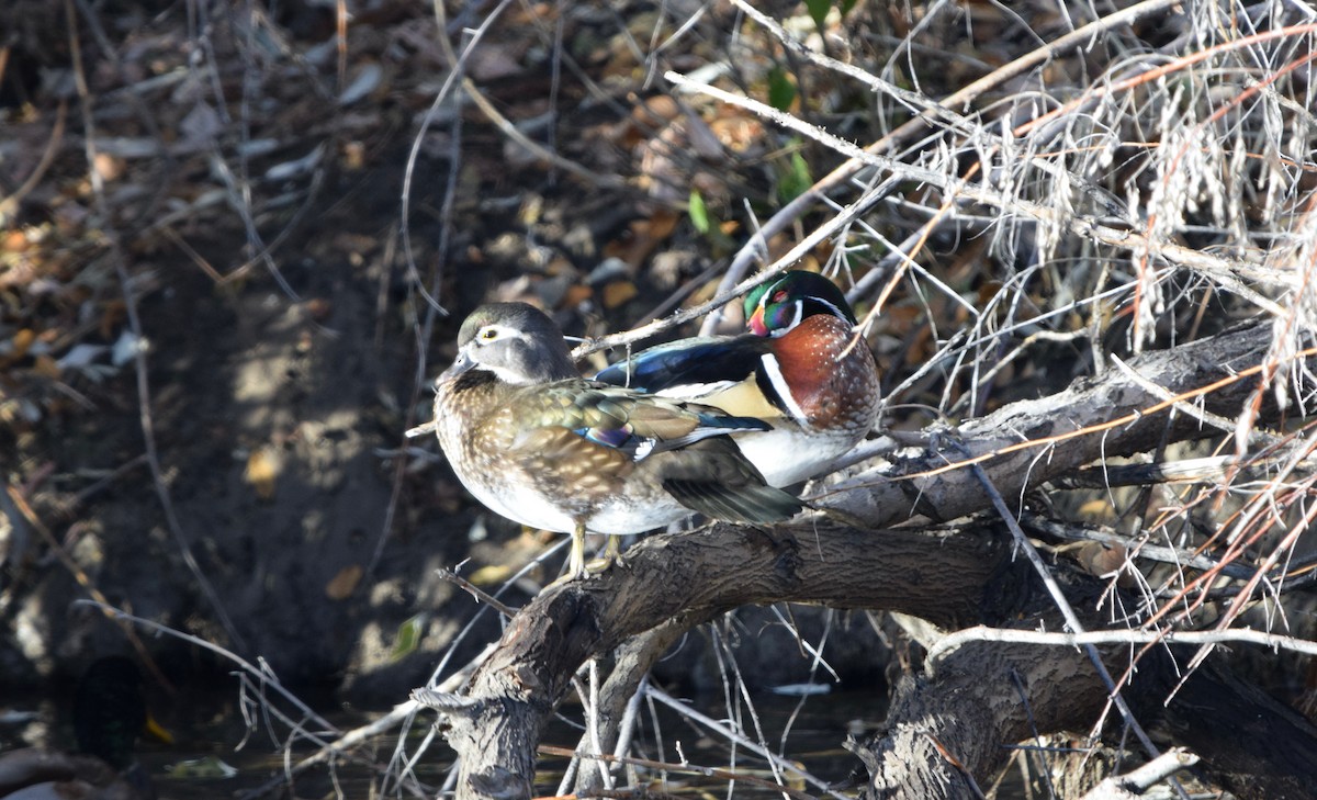 Canard branchu - ML646754619