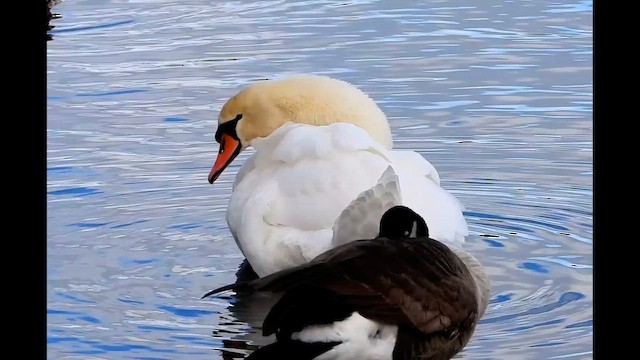 Mute Swan - ML646754622