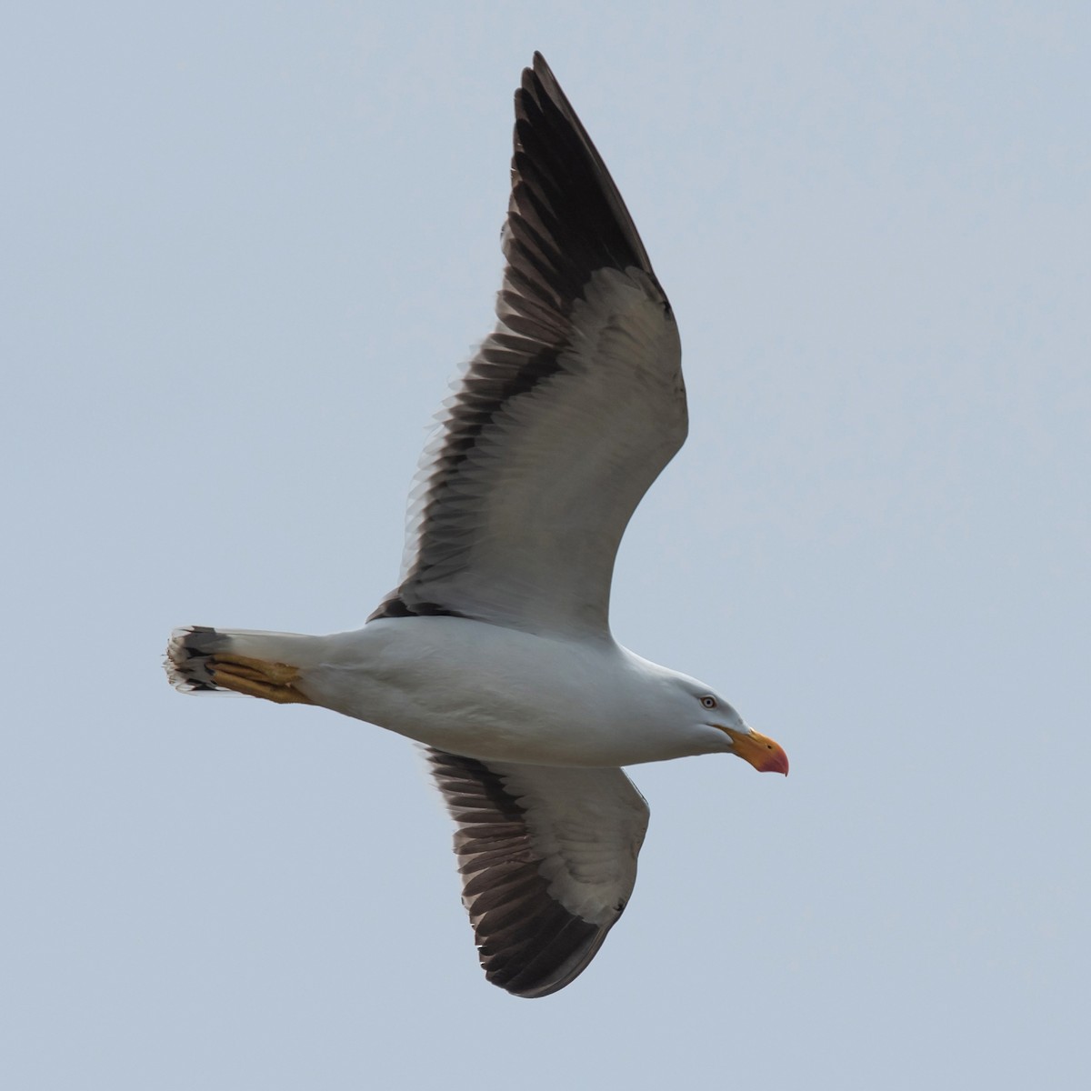 Gaviota de Tasmania - ML646754623