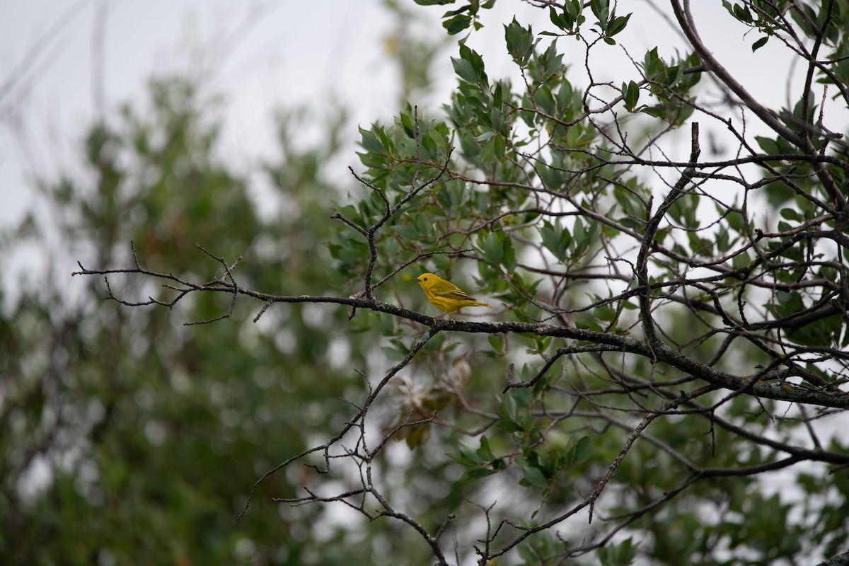 Northern Yellow Warbler - ML646754624