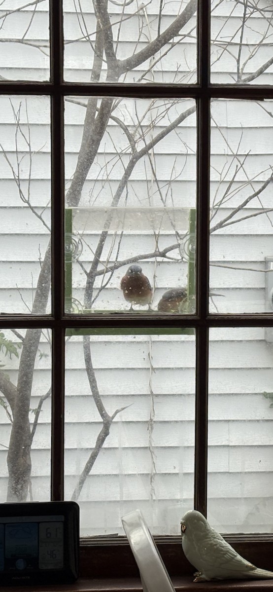 Eastern Bluebird - ML646754625