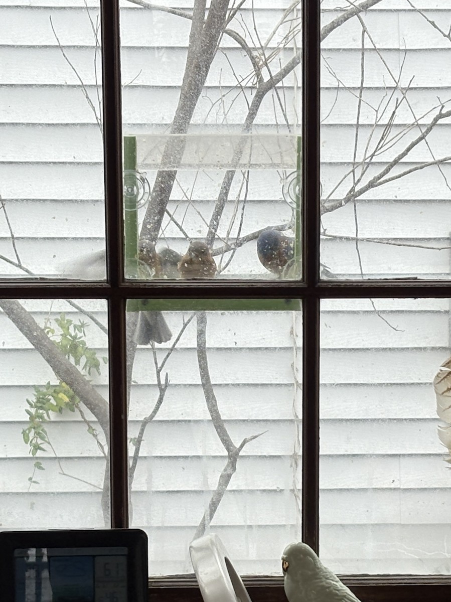 Eastern Bluebird - ML646754626