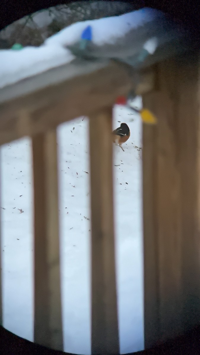 Eastern Towhee - ML646754627