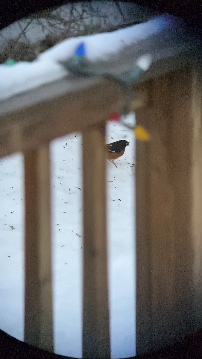 Eastern Towhee - ML646754628