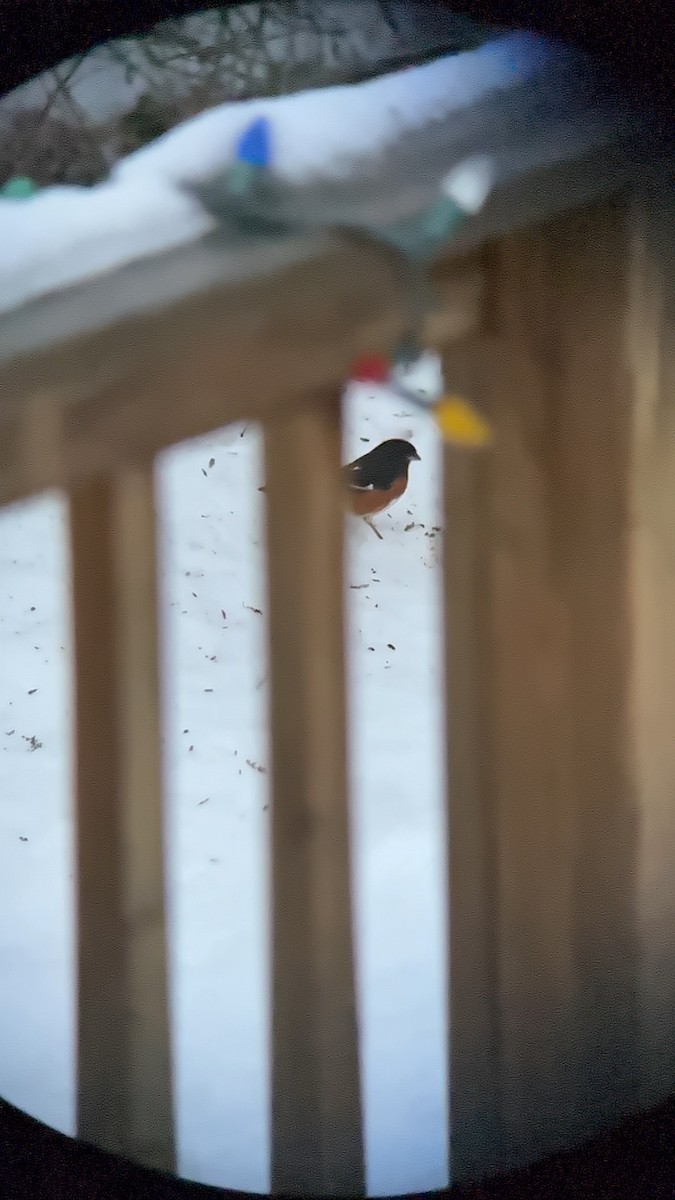 Eastern Towhee - ML646754629