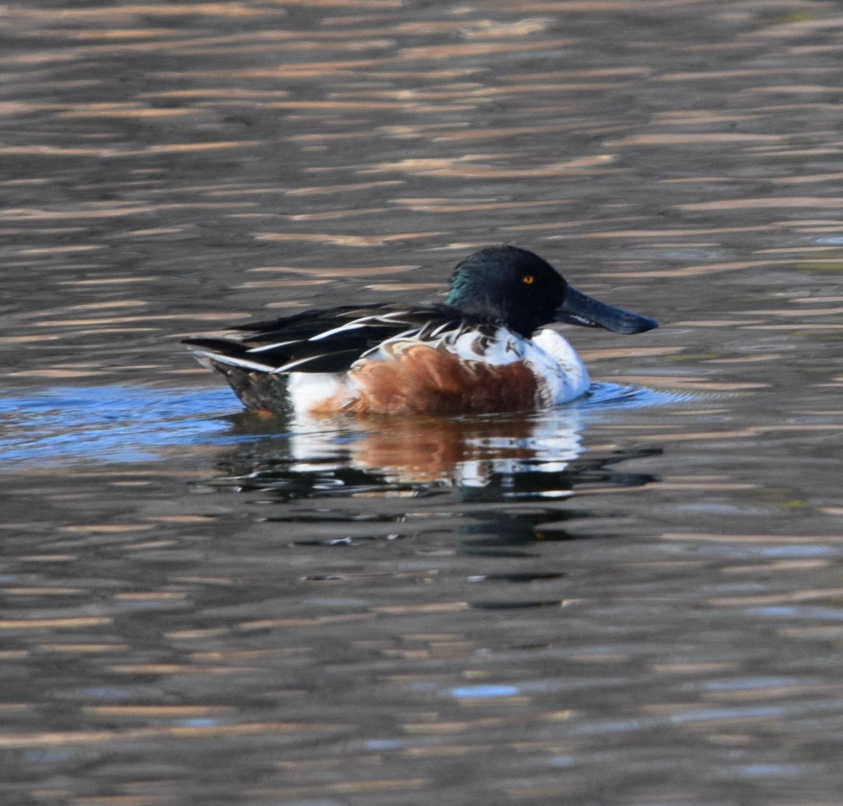 Löffelente - ML646754630