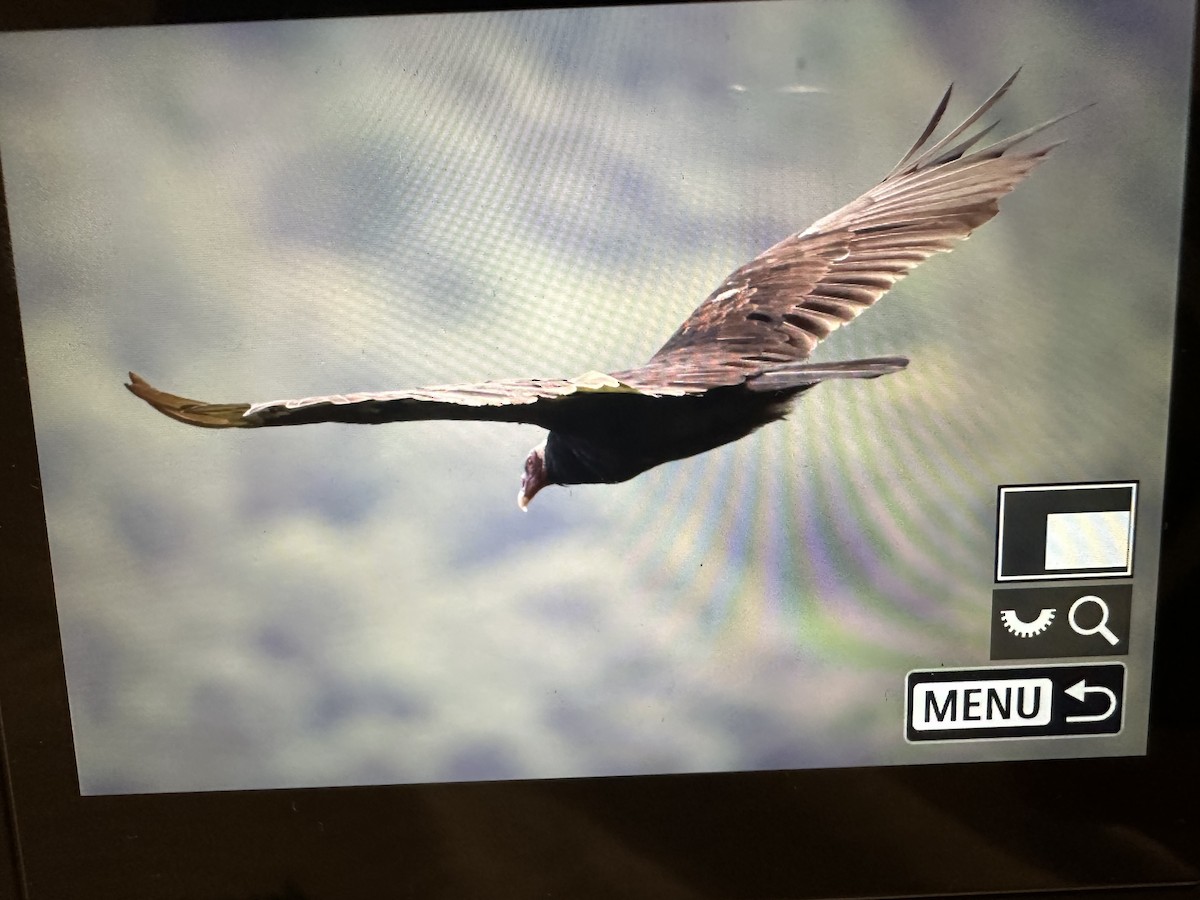 Turkey Vulture - ML646754631