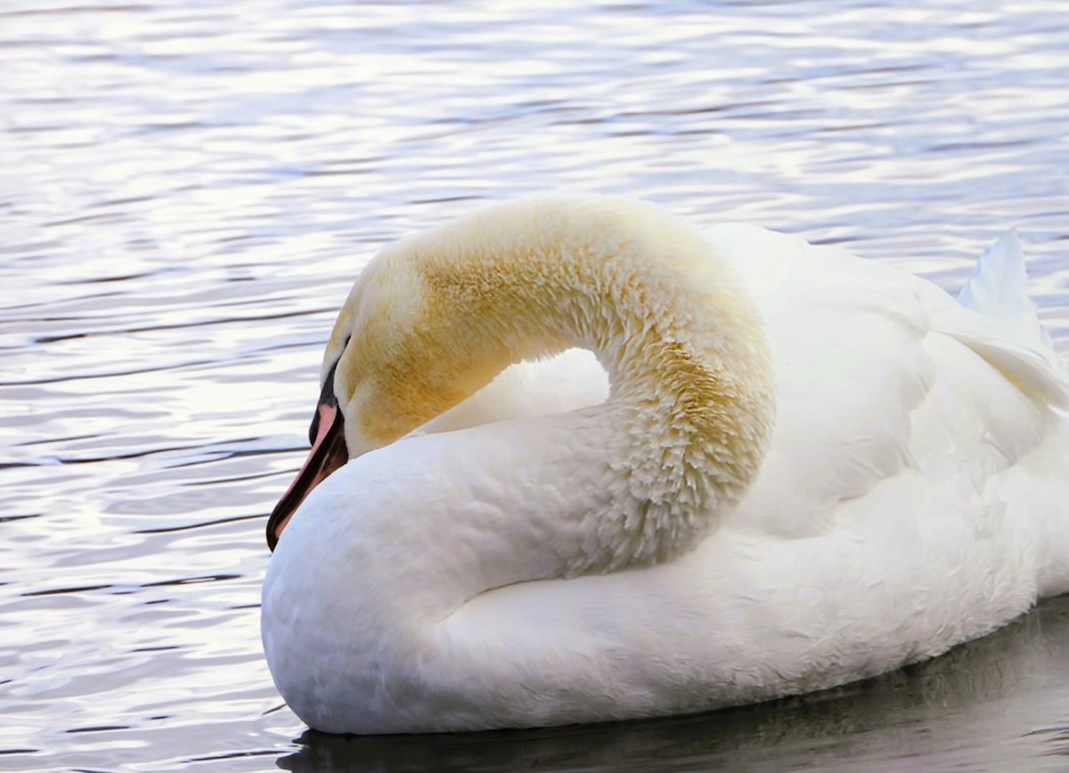 Mute Swan - ML646754632