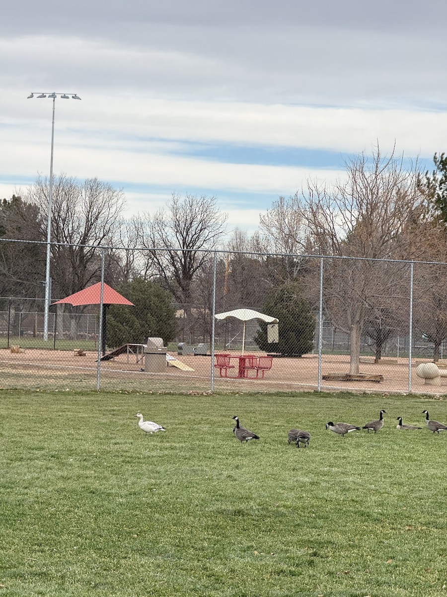 Snow Goose - ML646754634