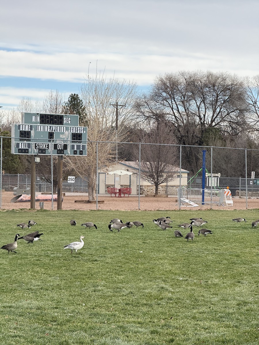 Snow Goose - ML646754635
