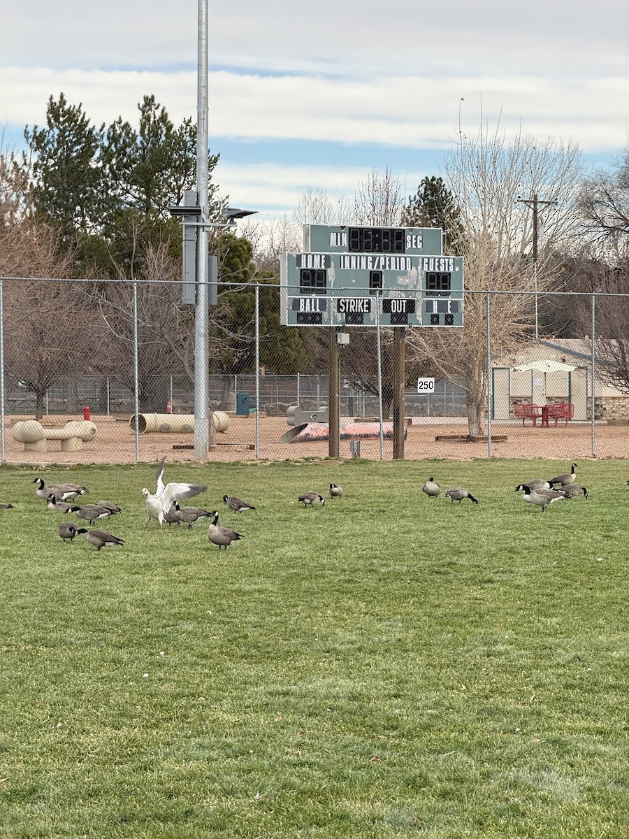 Snow Goose - ML646754636