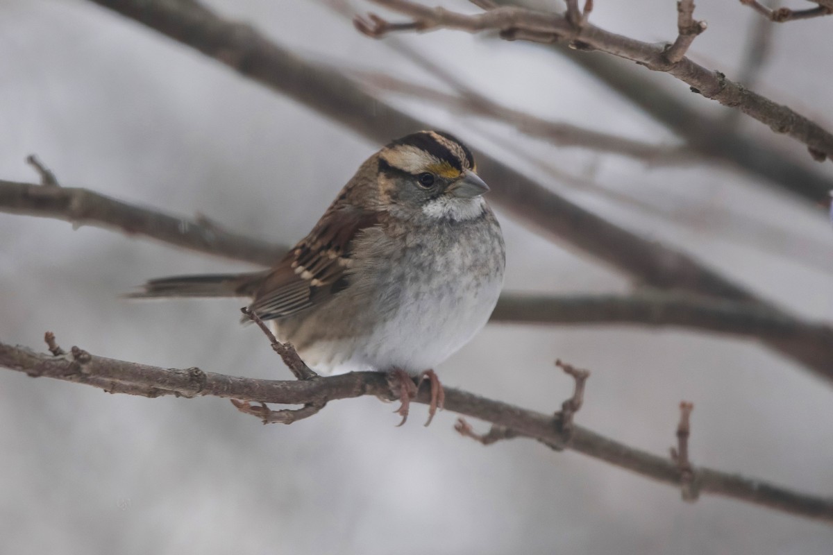 White-throated Sparrow - ML646754638