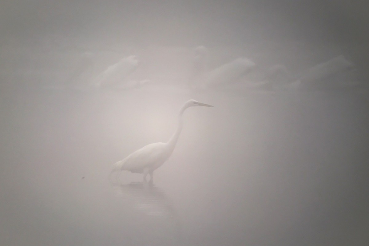 לבנית גדולה - ML646754639