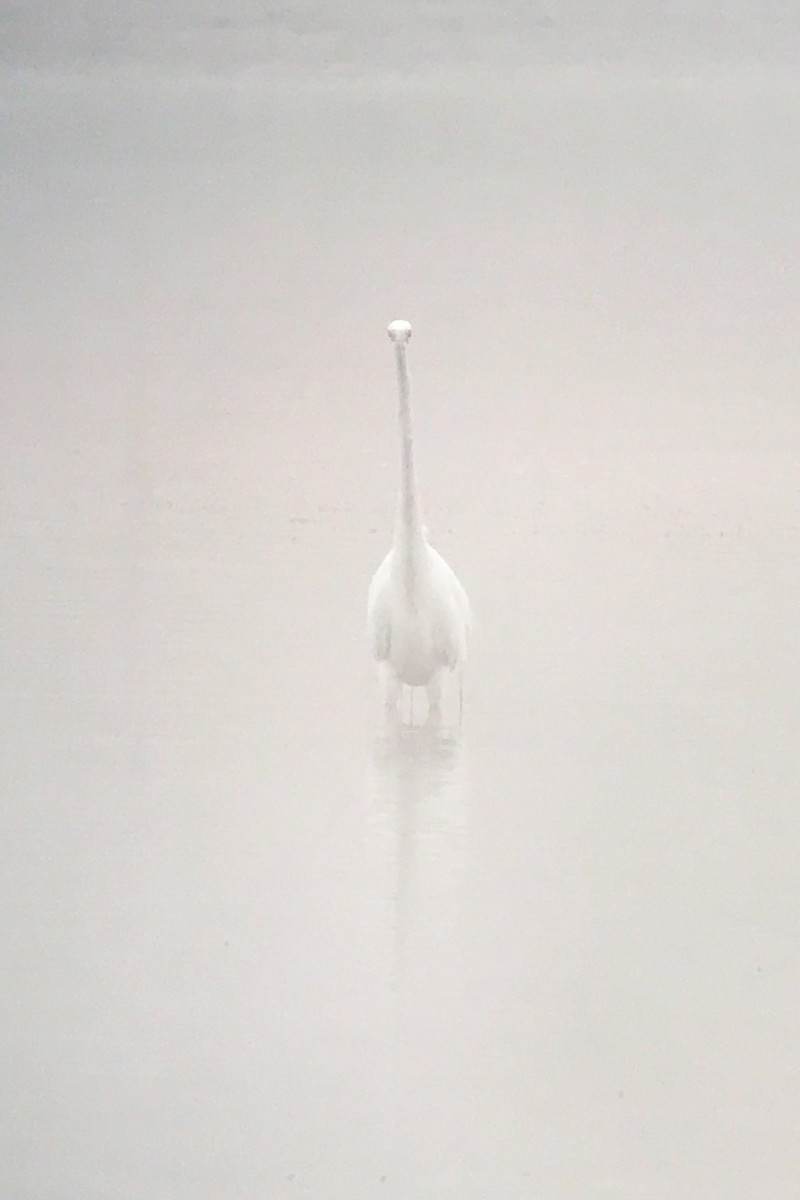 לבנית גדולה - ML646754640