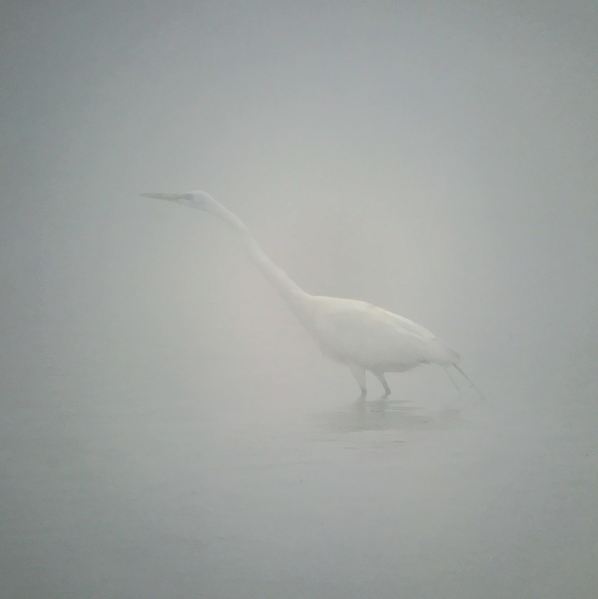 לבנית גדולה - ML646754641