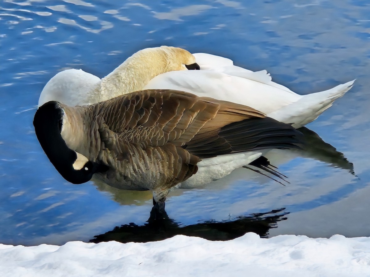 Mute Swan - ML646754648