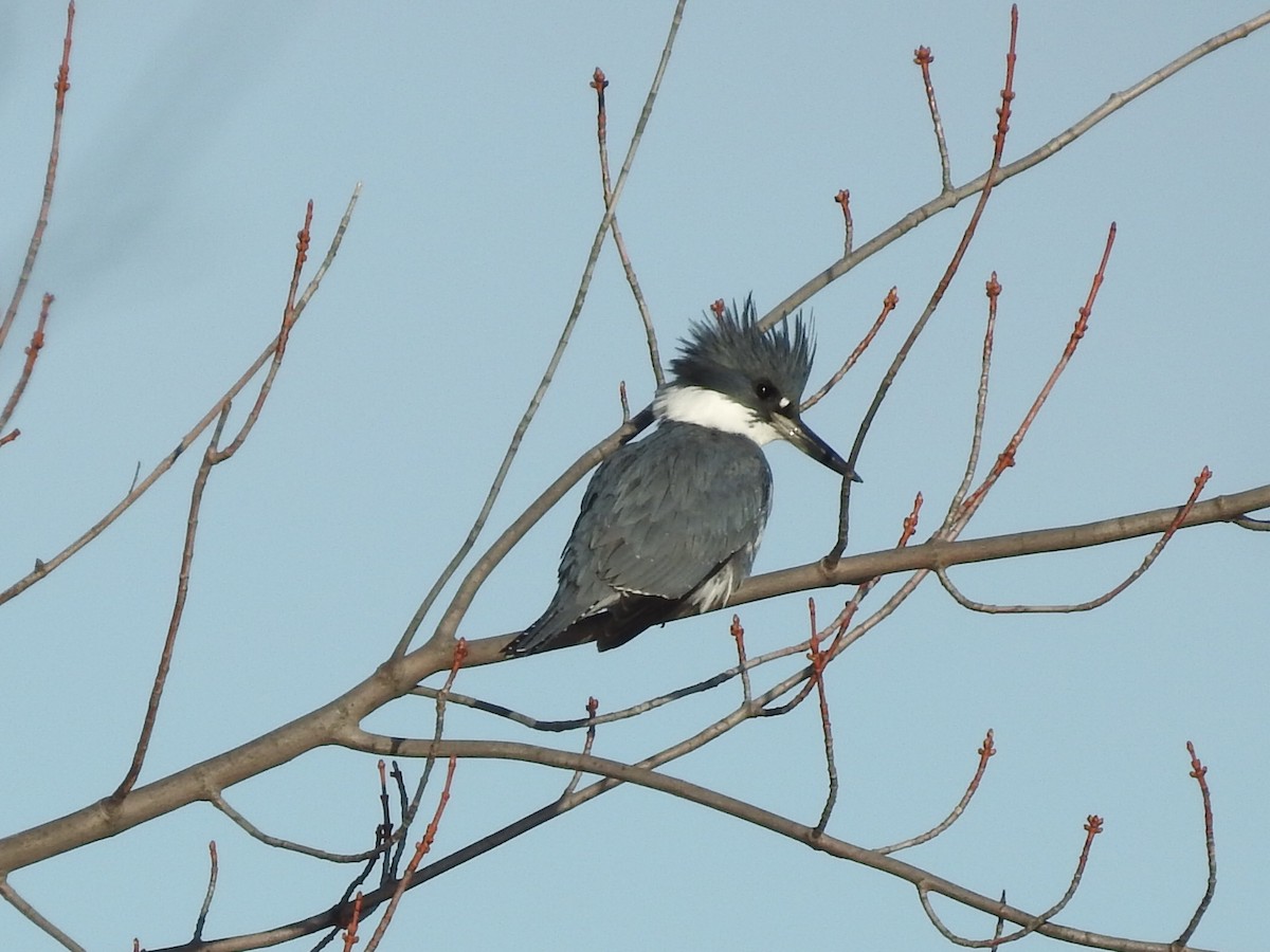 rybařík pruhoprsý - ML646754649