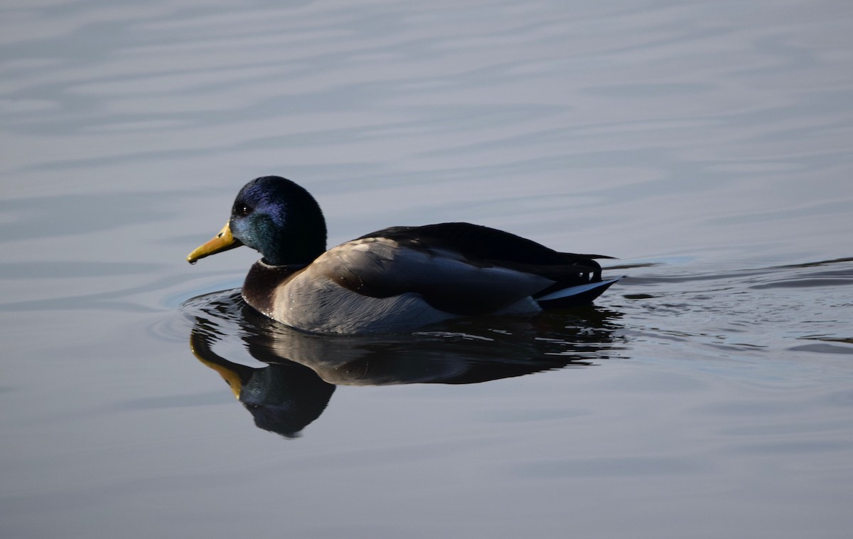 Stockente - ML646754652