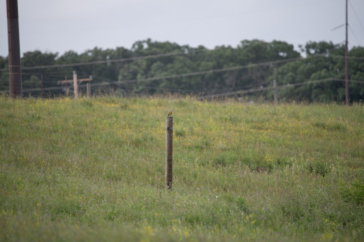 Western Meadowlark - ML646754653