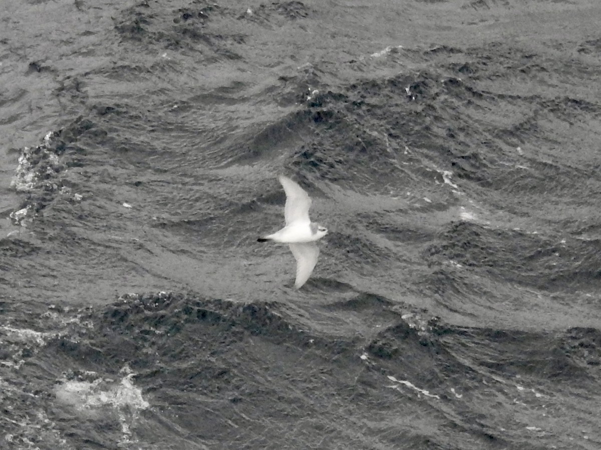 smalnebbhvalfugl - ML646754654