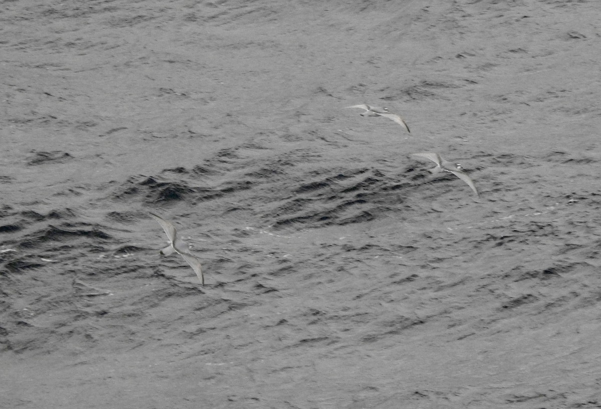 smalnebbhvalfugl - ML646754655