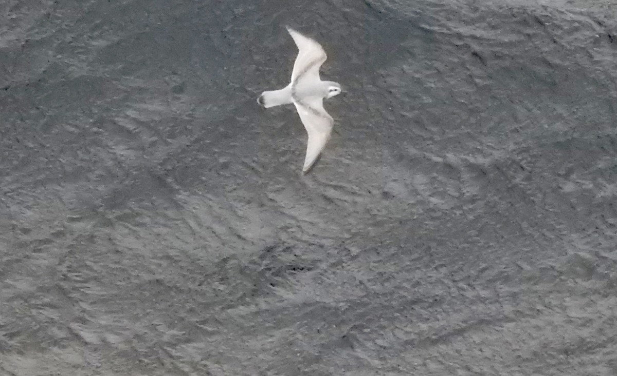 smalnebbhvalfugl - ML646754656