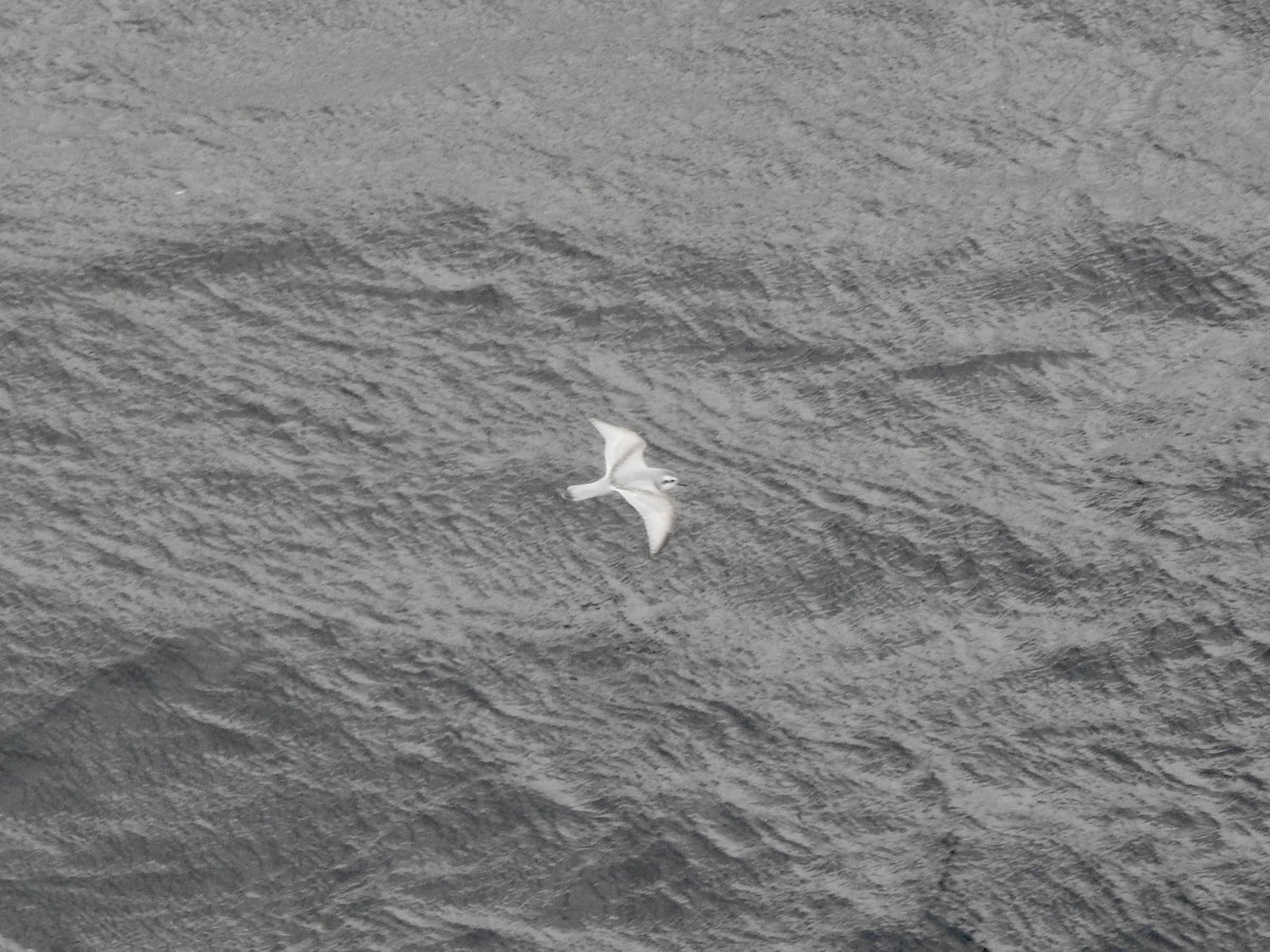 smalnebbhvalfugl - ML646754658