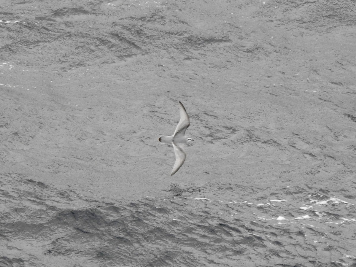 smalnebbhvalfugl - ML646754660