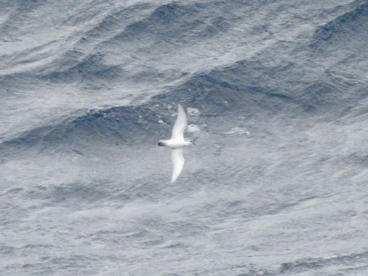 smalnebbhvalfugl - ML646754661