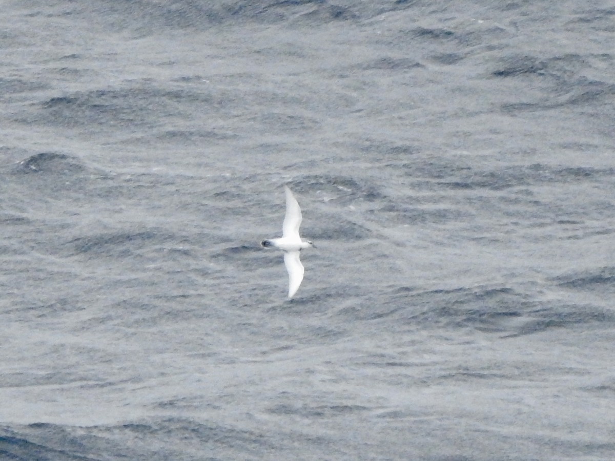 smalnebbhvalfugl - ML646754662