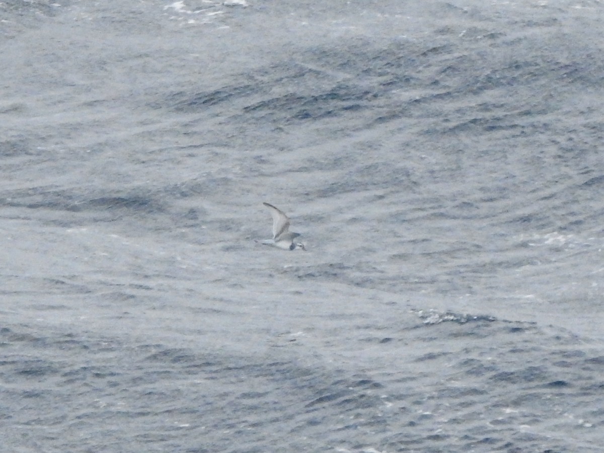 smalnebbhvalfugl - ML646754663