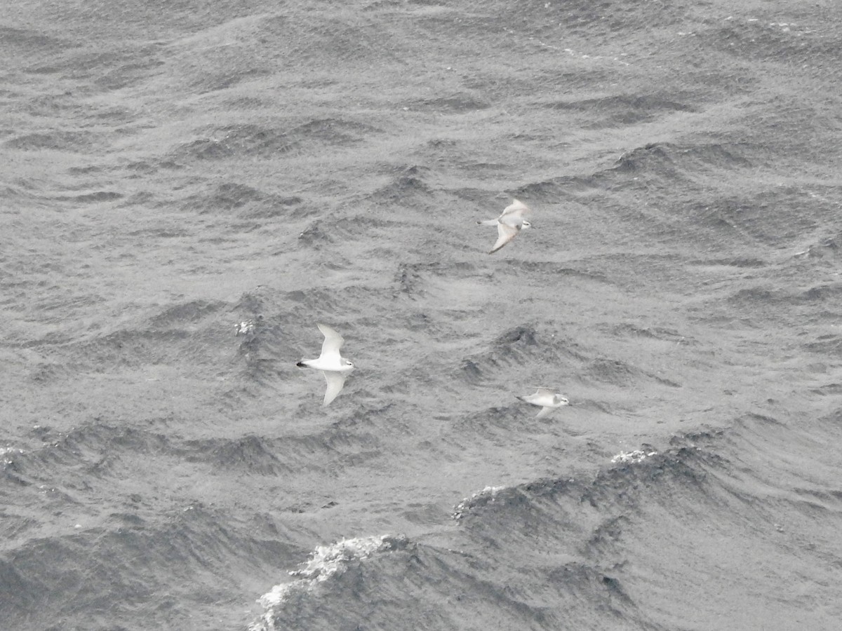 smalnebbhvalfugl - ML646754664