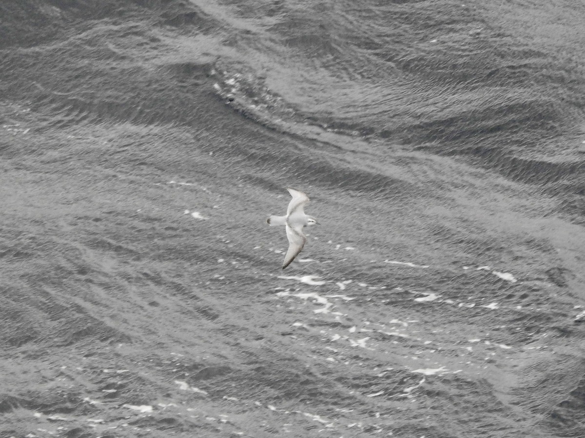 smalnebbhvalfugl - ML646754665