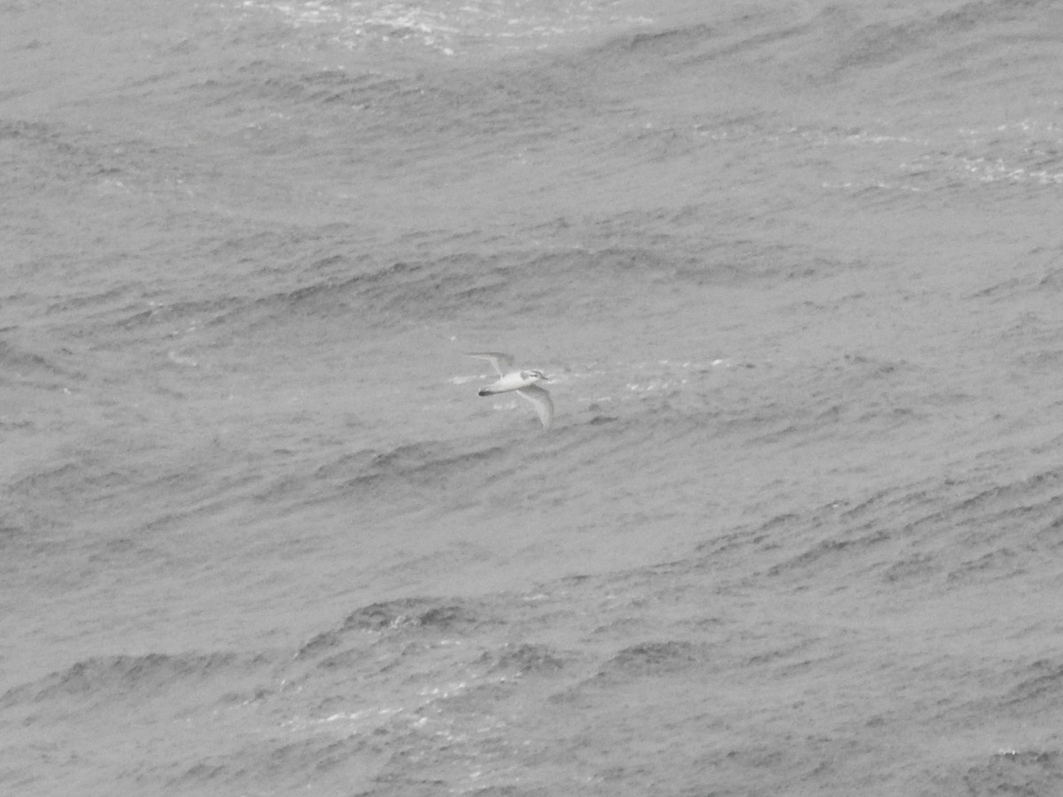 smalnebbhvalfugl - ML646754666