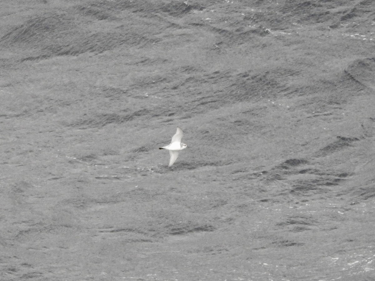 smalnebbhvalfugl - ML646754667