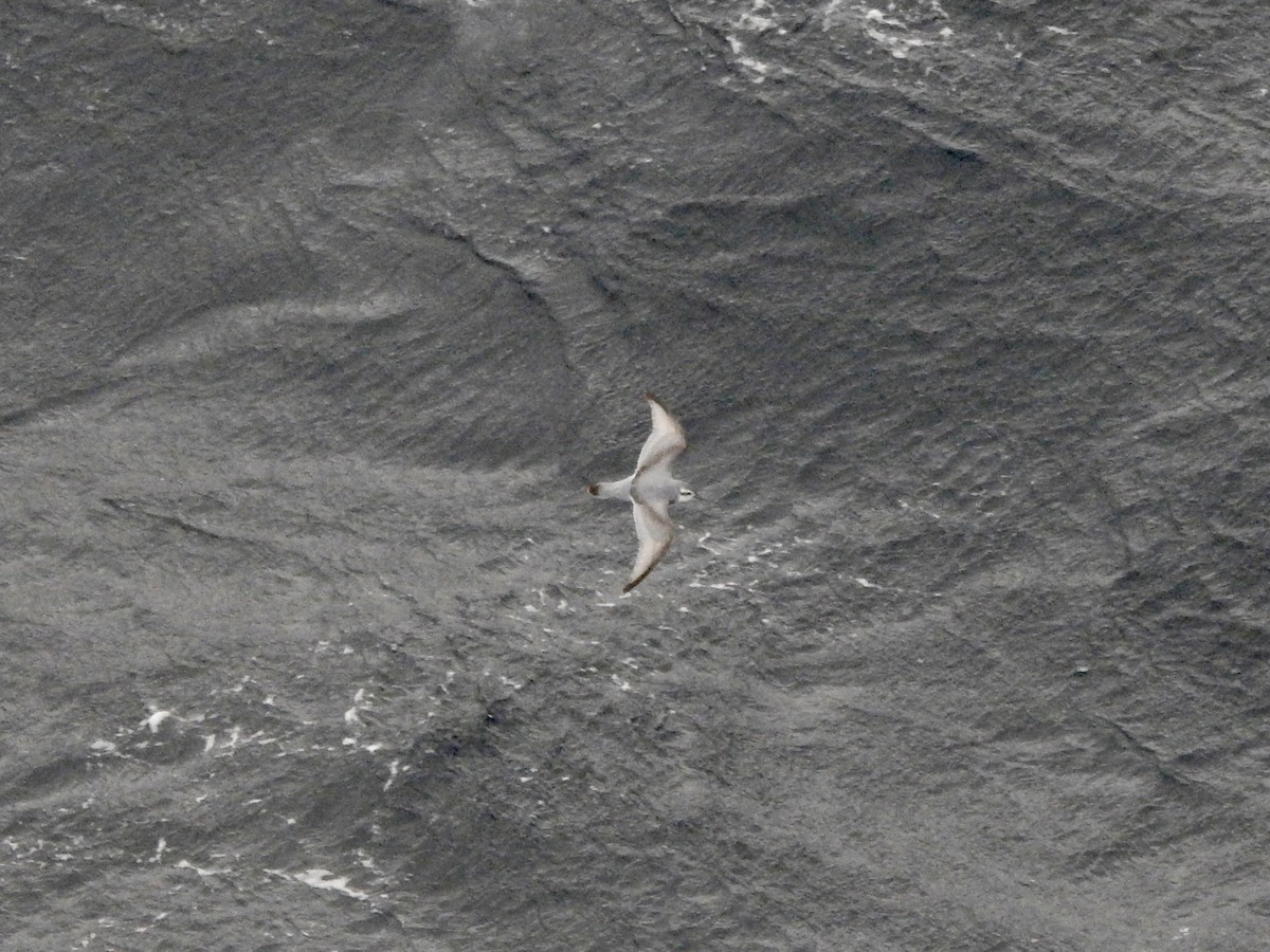 smalnebbhvalfugl - ML646754668