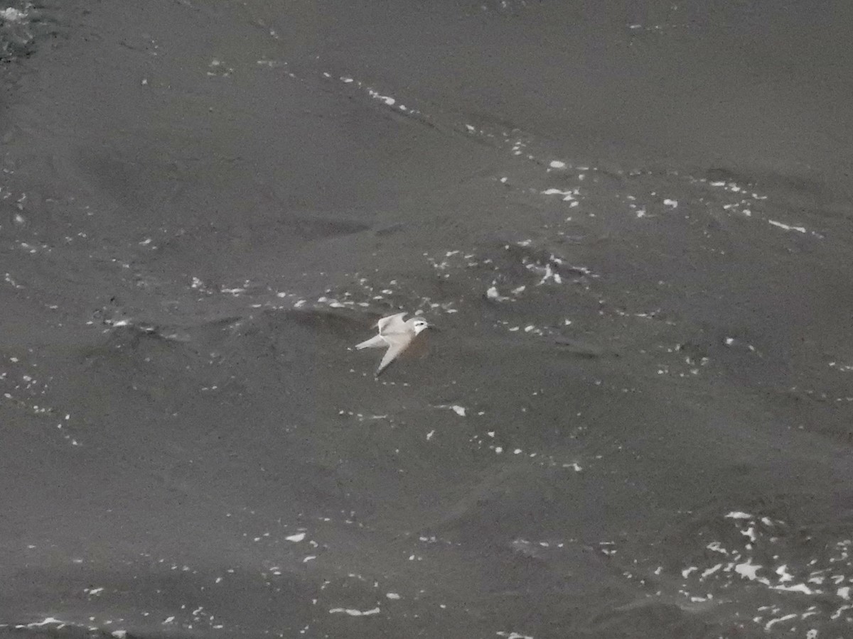 smalnebbhvalfugl - ML646754671