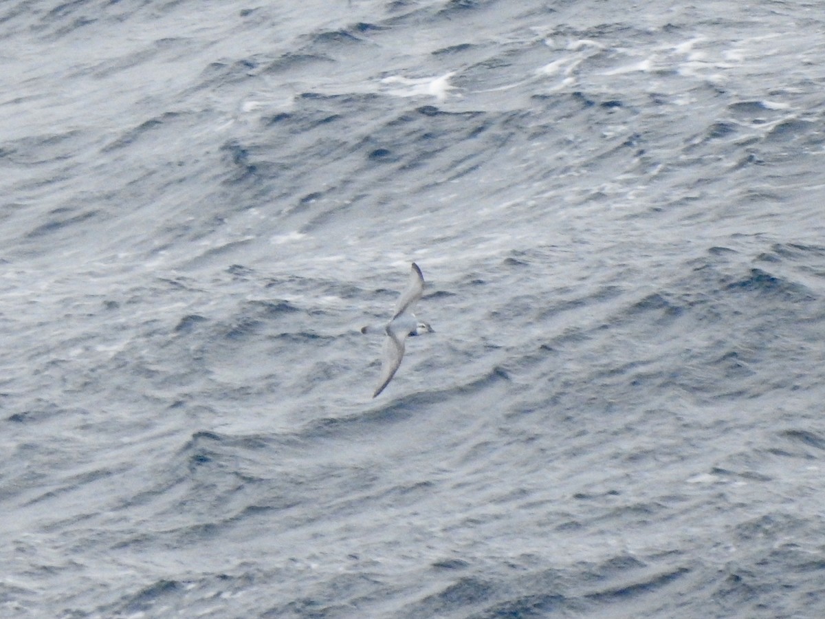 smalnebbhvalfugl - ML646754672