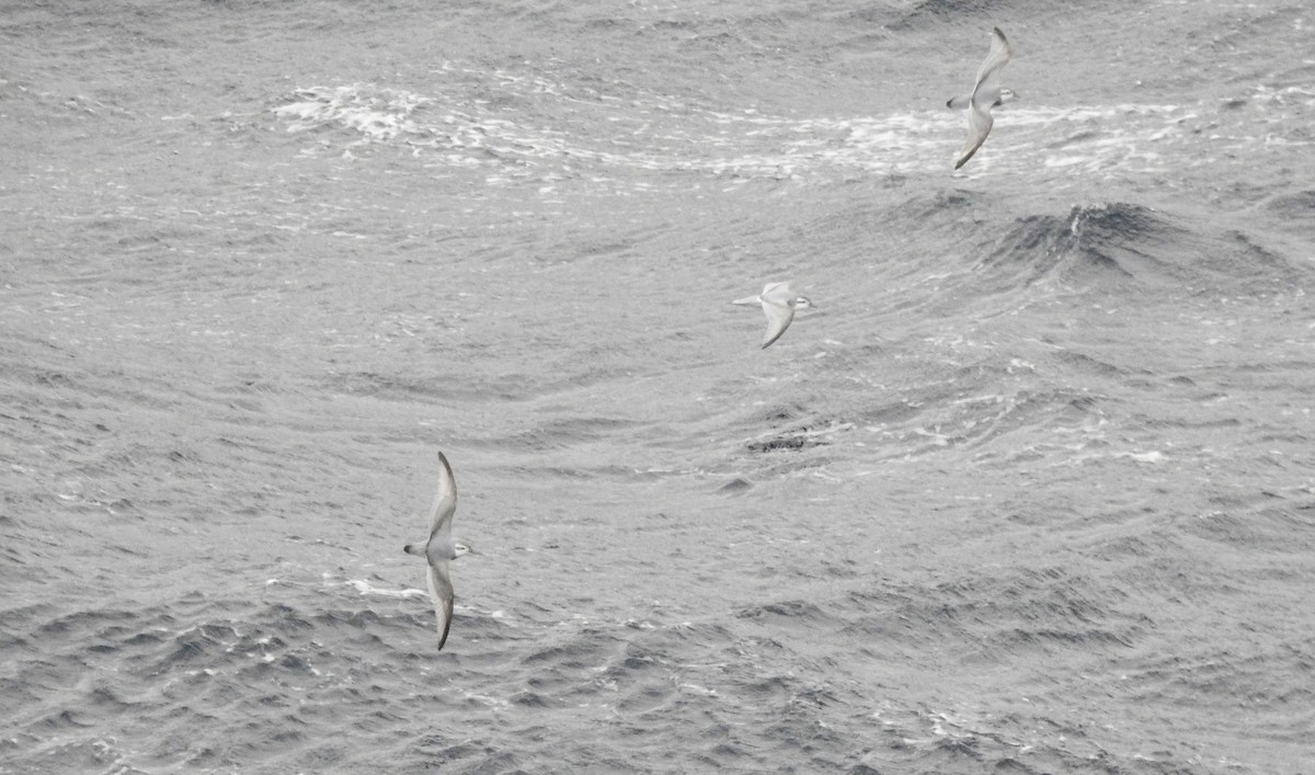 smalnebbhvalfugl - ML646754673