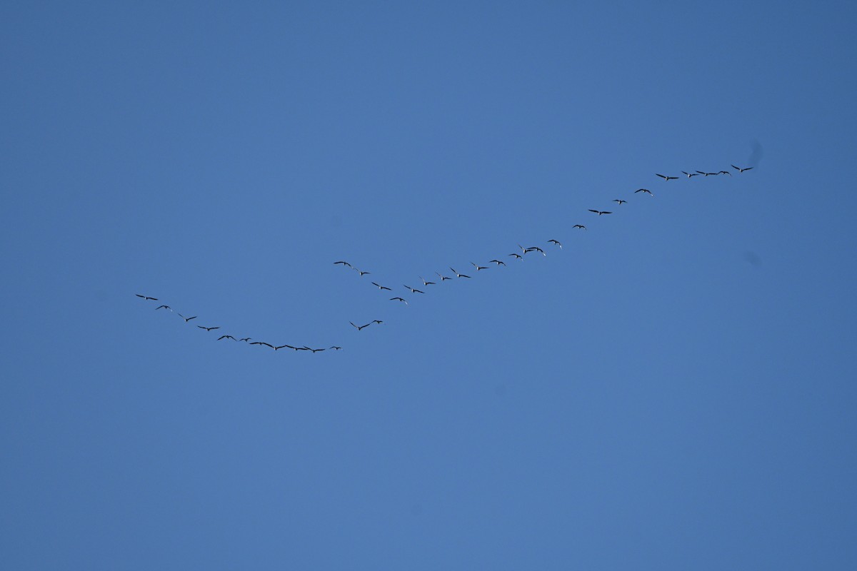 Oie rieuse - ML646754685