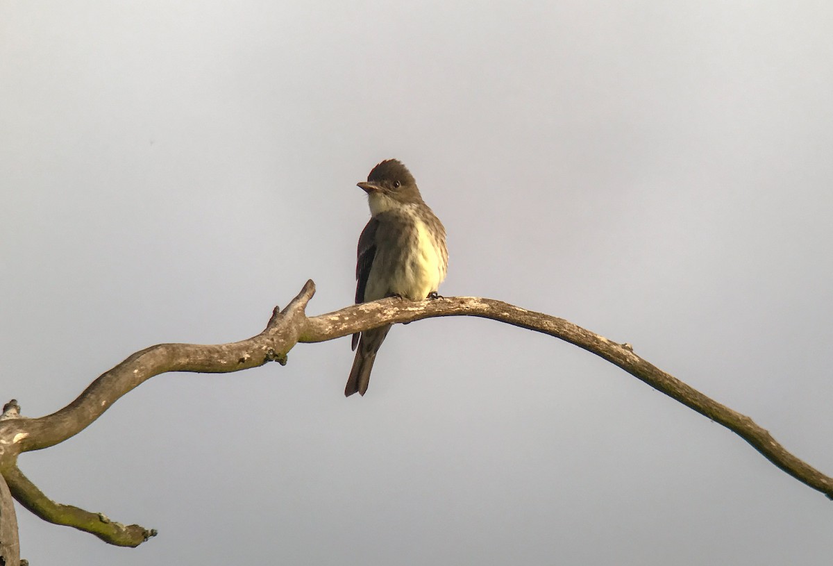 Olive-sided Flycatcher - ML646754686