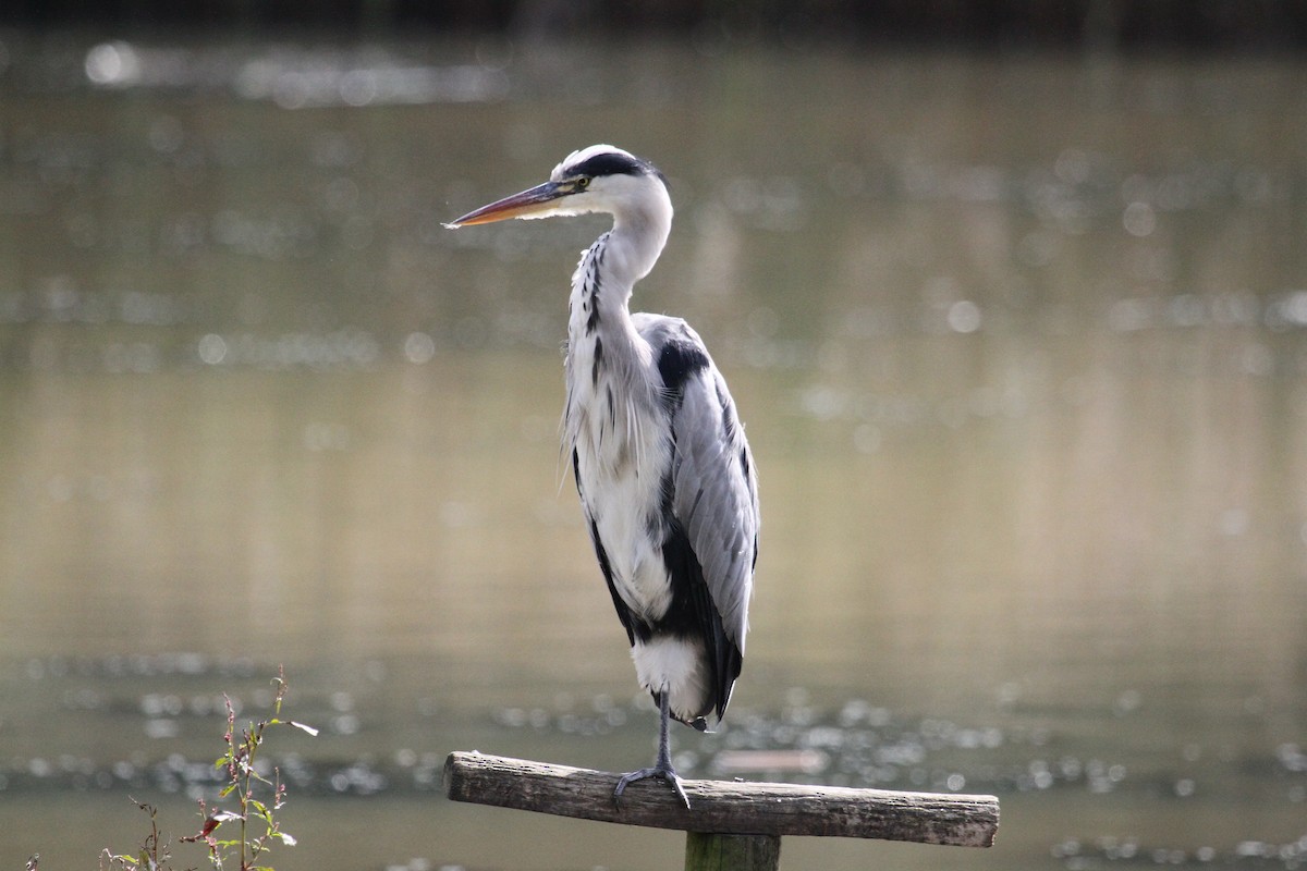 Gray Heron - ML646754690