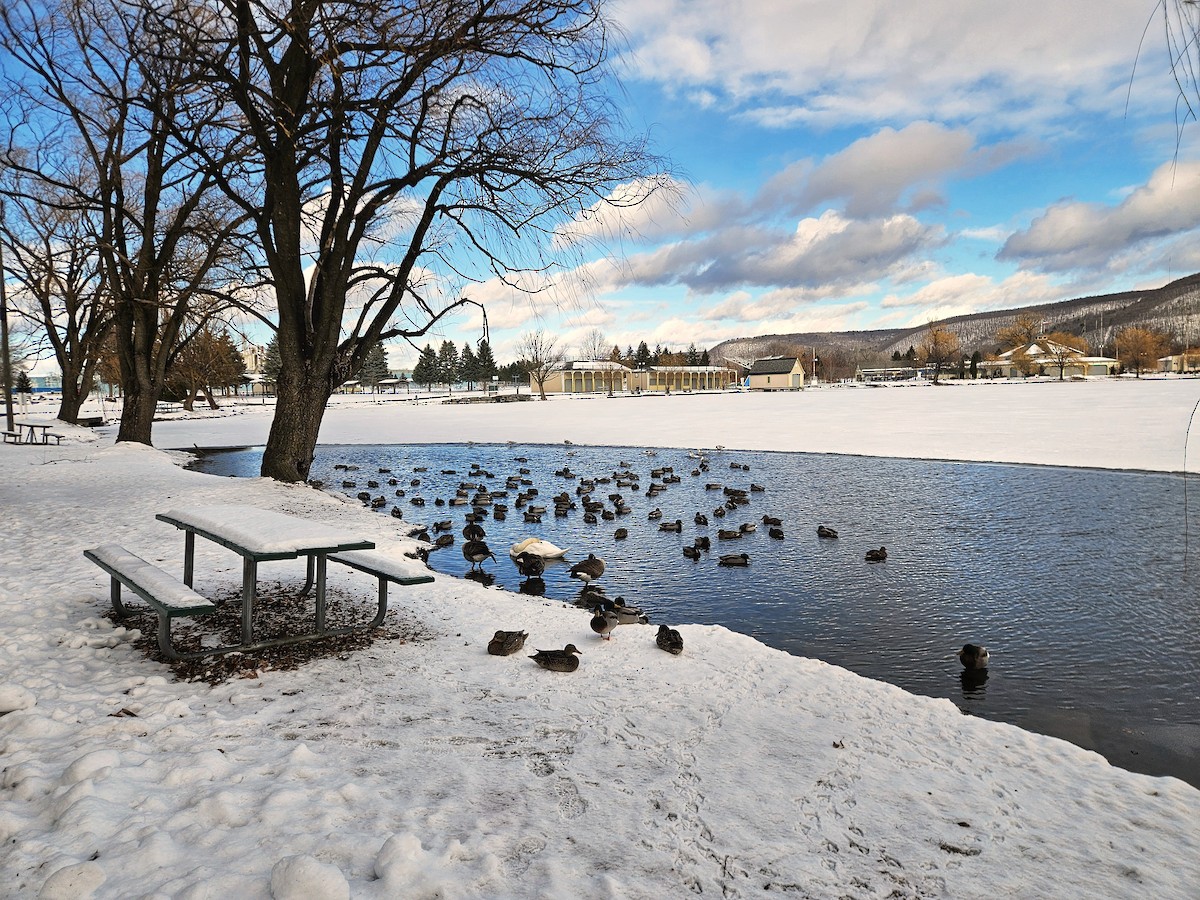 Mute Swan - ML646754694
