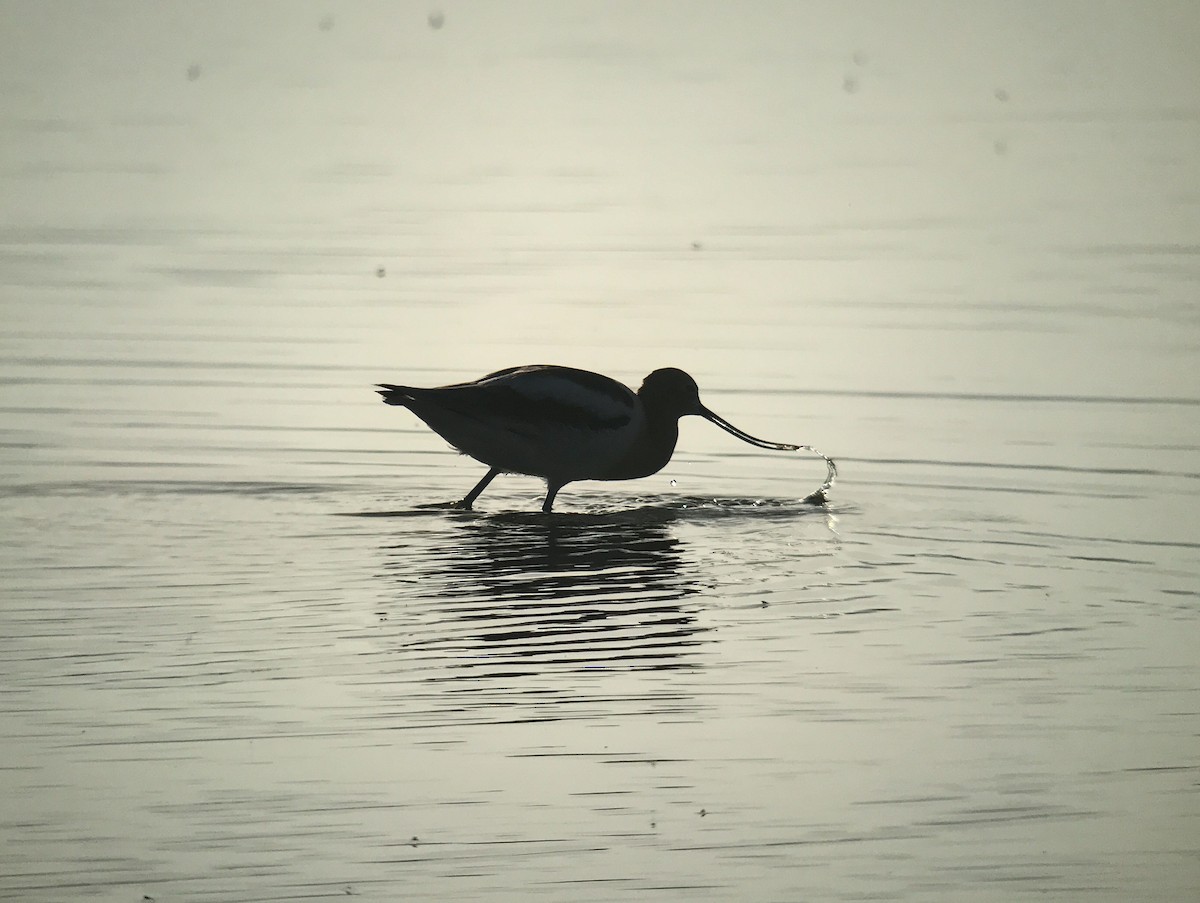 American Avocet - ML646754695