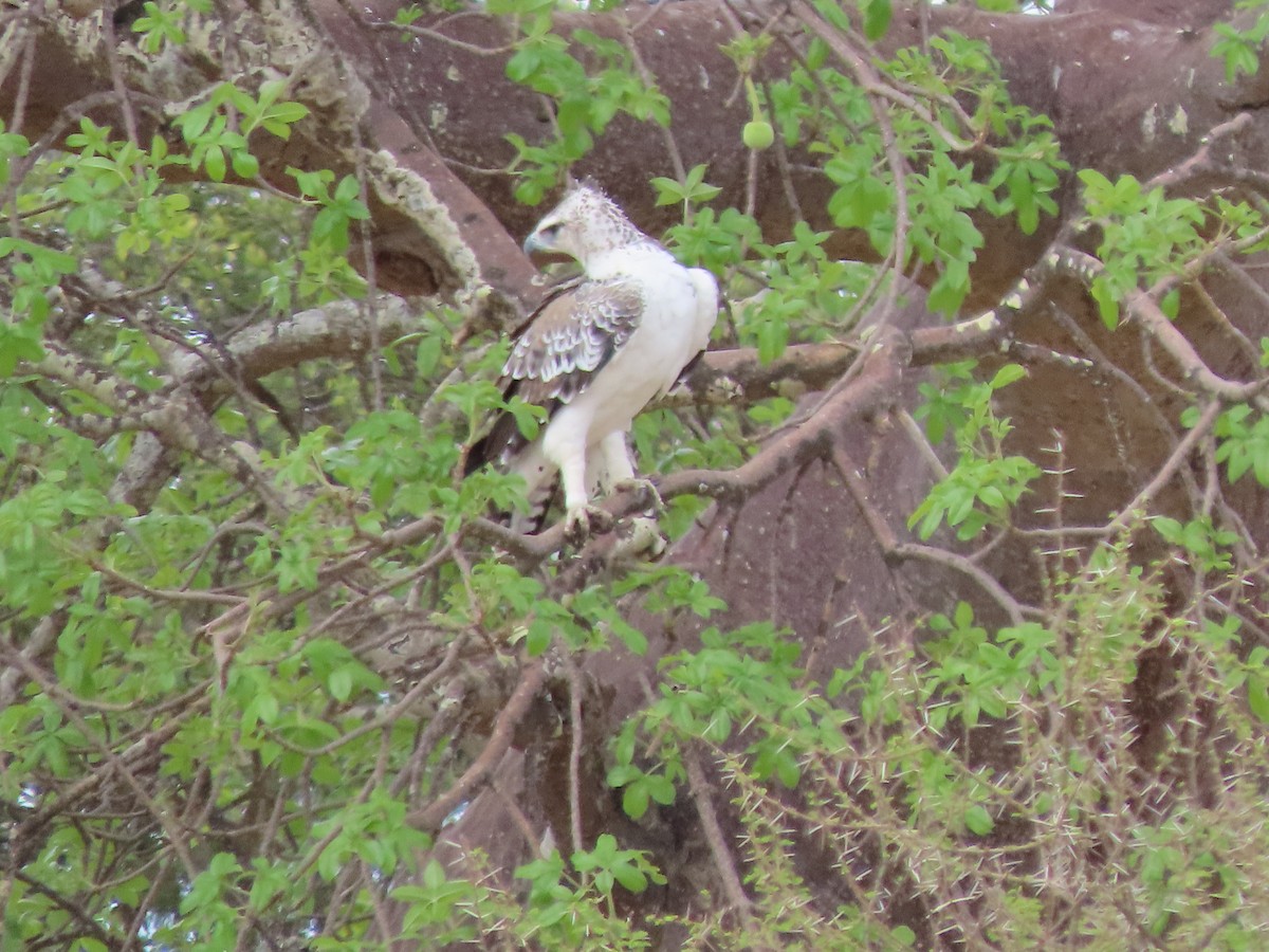 Martial Eagle - ML646754697
