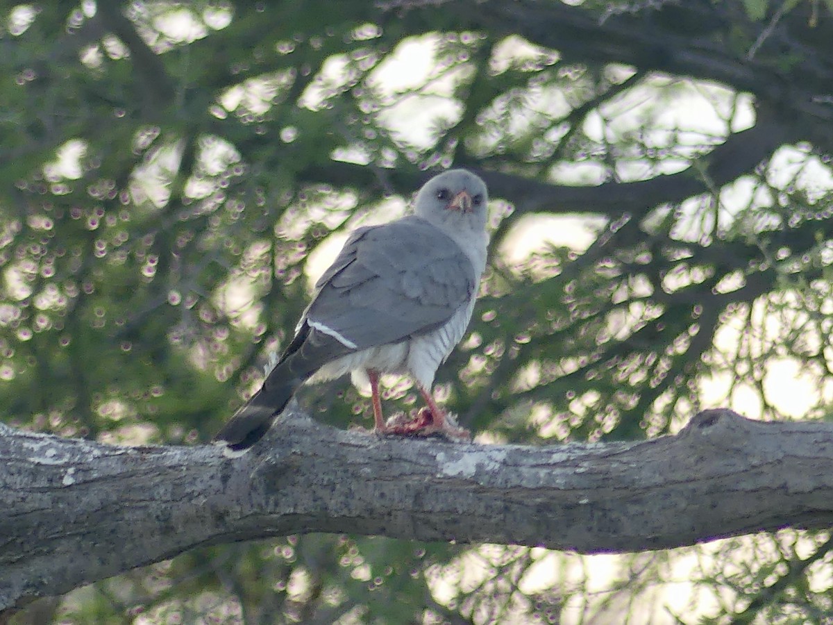Gabar Goshawk - ML646754698