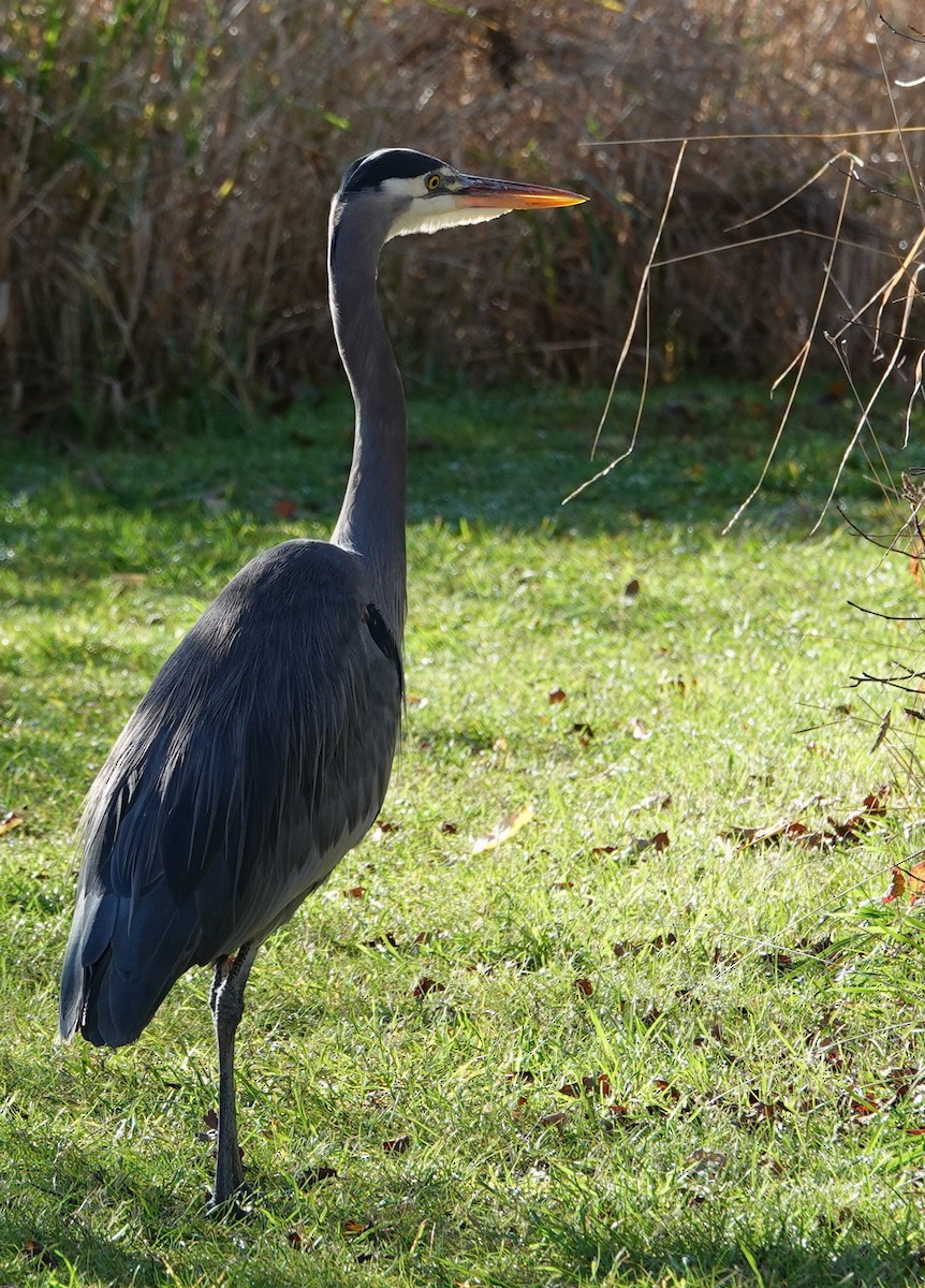 Garza Azulada - ML646754699